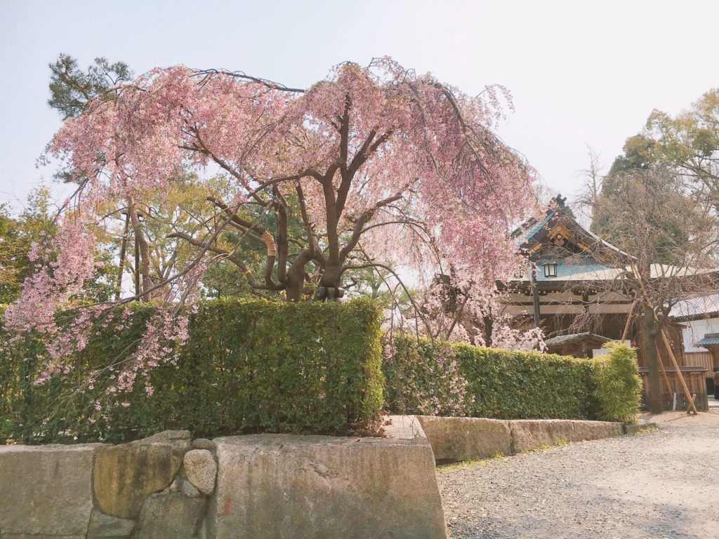 北野天満宮 桜