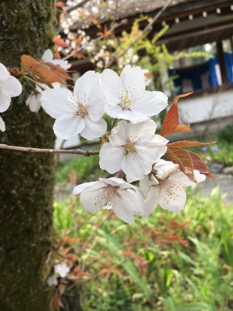 平野神社　桜　種類　嵐山