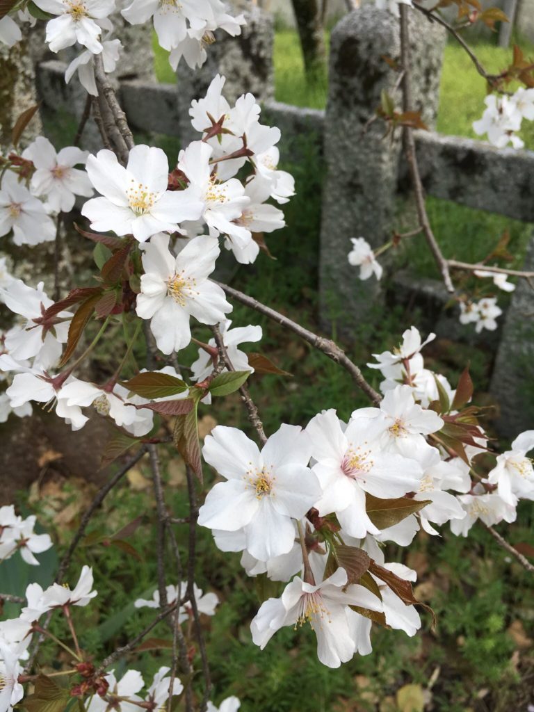 平野神社　桜　種類　嵐山