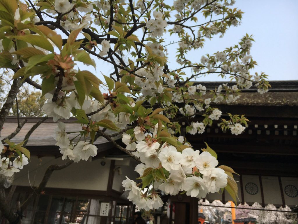 平野神社　寝覚め桜　種類　桜