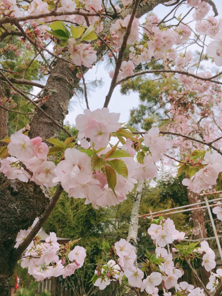 平野神社　桜　種類　胡蝶桜