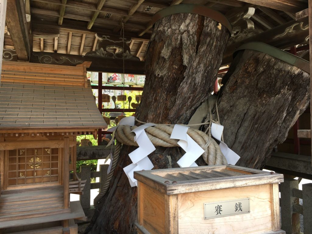 相生の松 松尾大社
