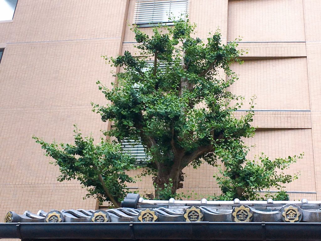 御金神社 御神木