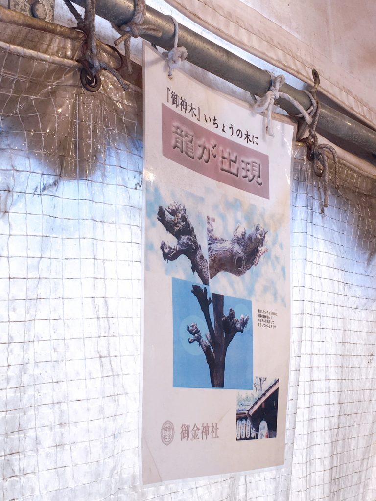 御金神社 御神木