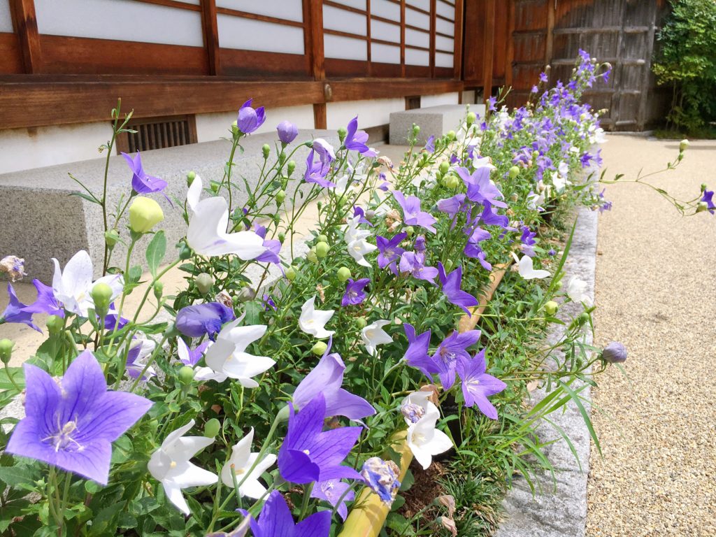 晴明神社　桔梗
