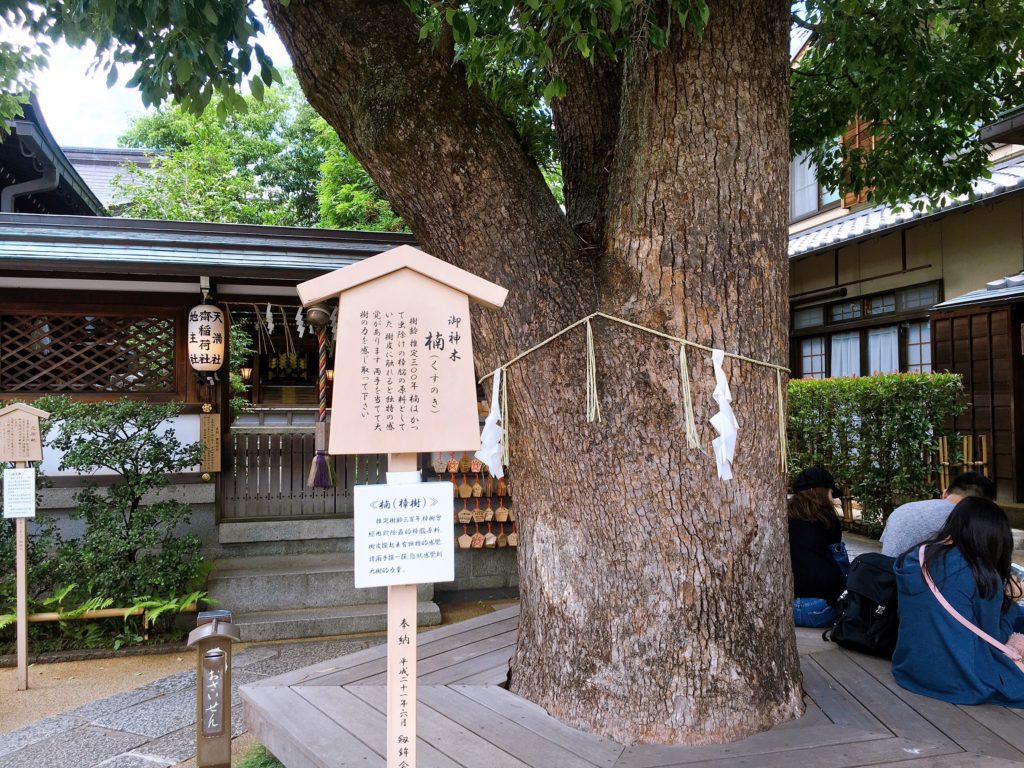 晴明神社　御神木
