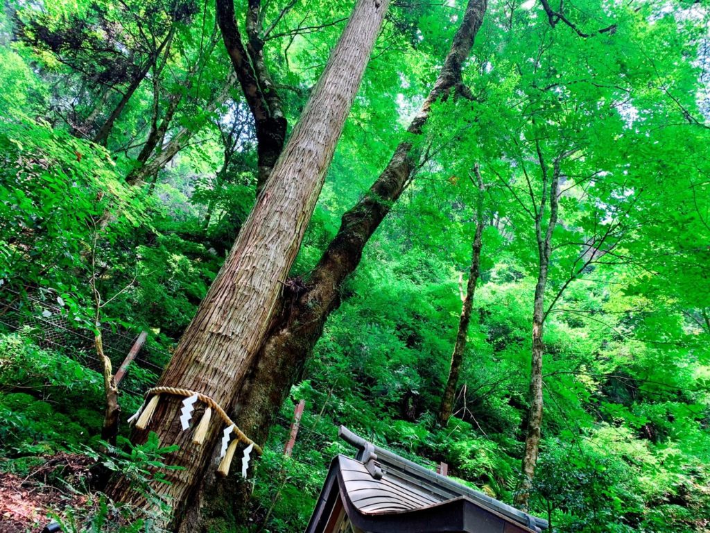 貴船神社 連理の杉