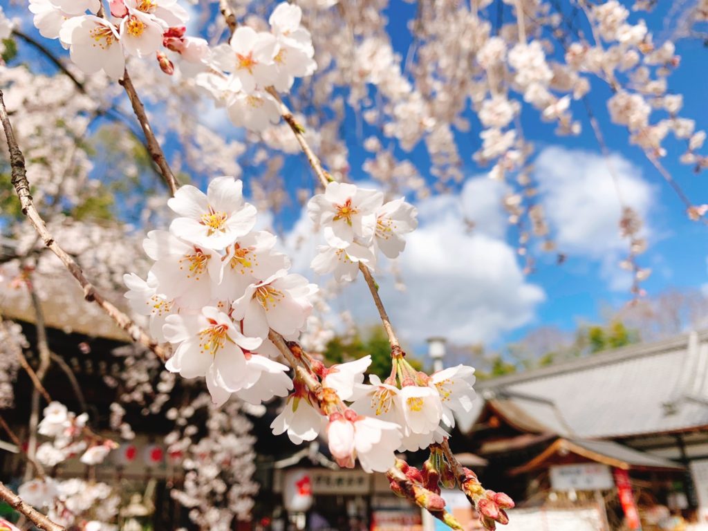 平野神社 桜 開花状況 見頃　魁桜