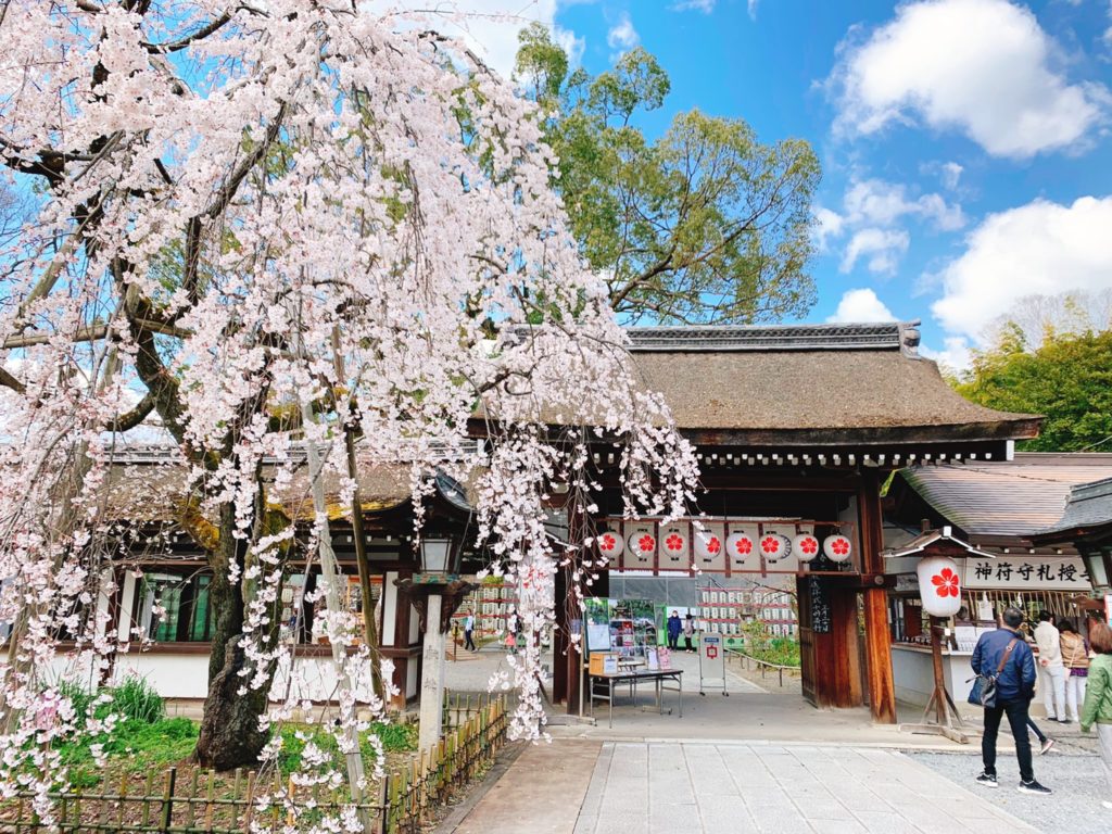平野神社 桜 開花状況 見頃