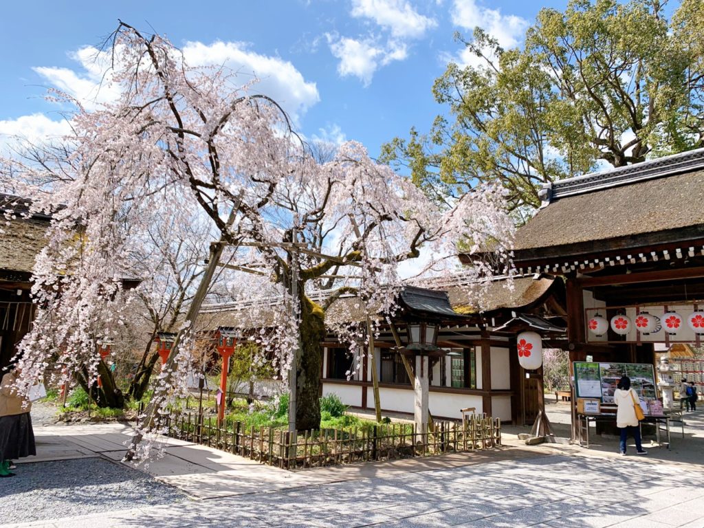 平野神社 桜 開花状況 見頃 魁桜