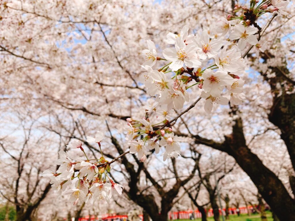 平野神社 桜 開花状況 見頃