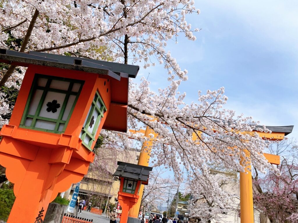 平野神社 桜 開花状況 見頃